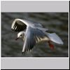 Larus ridibundus - Lachmoewe 02.jpg